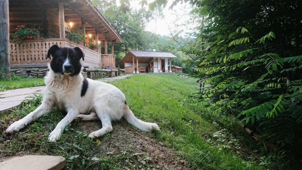 Villa Casa Lu' Ion Vişeu de Sus Exterior foto